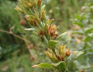 Vrbina tečkovaná (Lysimachia punctata)