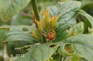 Vrbina tečkovaná (Lysimachia punctata)