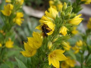 Vrbina tečkovaná (Lysimachia punctata)