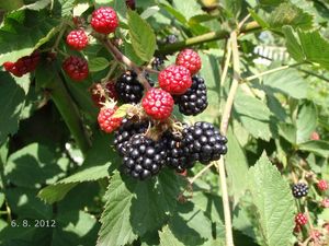 Ostružiník obecný (Rubus fruticosus)