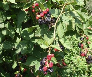 Ostružiník obecný (Rubus fruticosus)