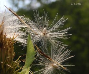 Pcháč zelinný (Cisium oleraceum)