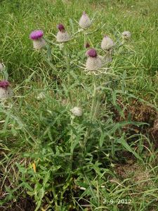 Pcháč bělohlavý (Cirsium eriophorum)