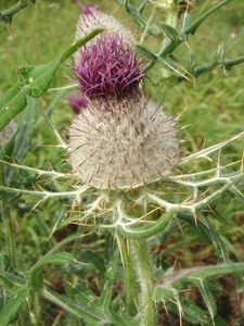 Pcháč bělohlavý (Cirsium eriophorum)