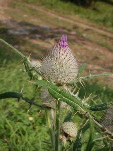 Pcháč bělohlavý (Cirsium eriophorum)