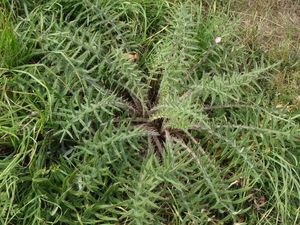 Pcháč bělohlavý (Cirsium eriophorum)