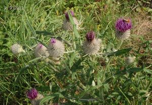 Pcháč bělohlavý (Cirsium eriophorum)