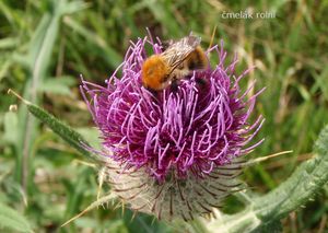 Pcháč bělohlavý (Cirsium eriophorum)