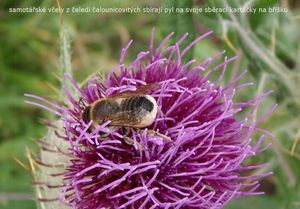 Pcháč bělohlavý (Cirsium eriophorum)