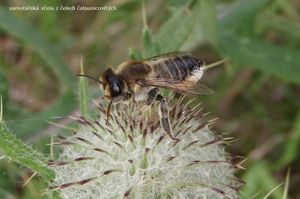 Pcháč bělohlavý (Cirsium eriophorum)