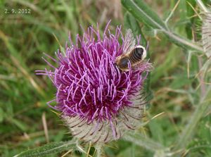 Pcháč bělohlavý (Cirsium eriophorum)