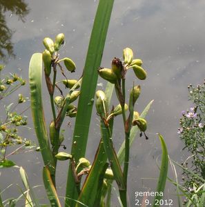 Kosatec žlutý (Iris pseudacorus L.)