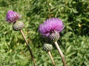 Pcháč šedý (Cirsium canum)