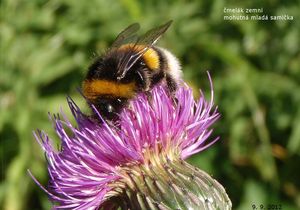 Pcháč šedý (Cirsium canum)