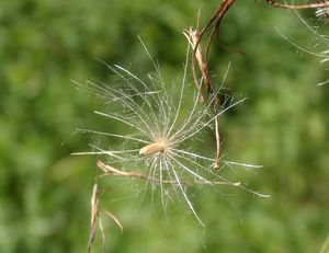 Pcháč šedý (Cirsium canum)