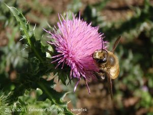 Bodlák obecný (Carduus acanthoides)