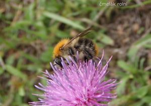 Bodlák obecný (Carduus acanthoides)