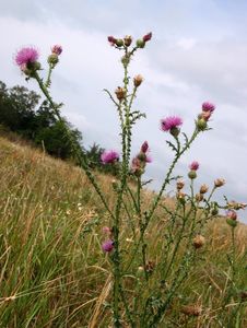 Bodlák obecný (Carduus acanthoides)