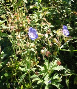 Kakost luční (Geranium pratense)