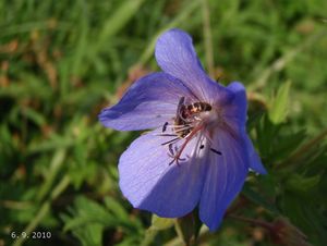 Kakost luční (Geranium pratense)