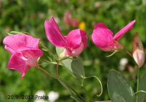 Hrachor hlíznatý (Lathyrus tuberosus.)