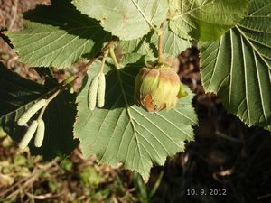 Líska obecná (Corylus avellana)