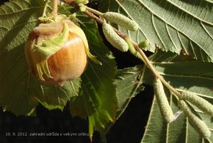 Líska obecná (Corylus avellana)