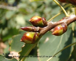 Topol osika (Populus tremula)