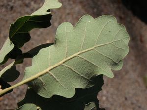 Dub pýřitý - šípák (Quercus pubescens)