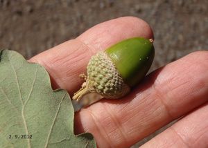 Dub pýřitý - šípák (Quercus pubescens)