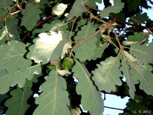 Dub pýřitý - šípák (Quercus pubescens)