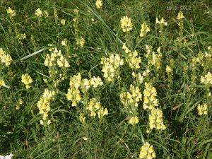 Lnice květel (Linaria vulgaris)