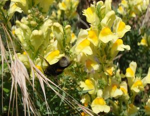 Lnice květel (Linaria vulgaris)