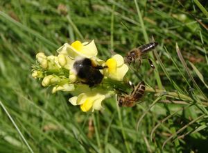 Lnice květel (Linaria vulgaris)