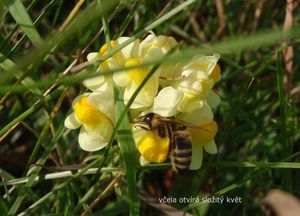 Lnice květel (Linaria vulgaris)