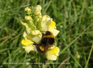 Lnice květel (Linaria vulgaris)