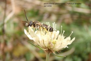 Hlaváč bledožlutý (Scabiosa ochroleuca L.)