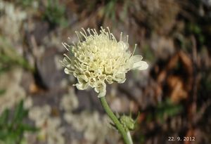 Hlaváč bledožlutý (Scabiosa ochroleuca L.)