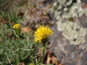 Hvězdnice zlatovlásek (Aster linosyris)