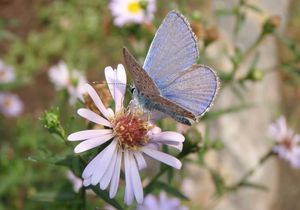 Hvězdnice (Aster sp.)