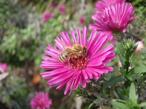 Hvězdnice (Aster sp.)