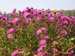 Hvězdnice (Aster sp.)