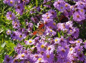 Hvězdnice (Aster sp.)