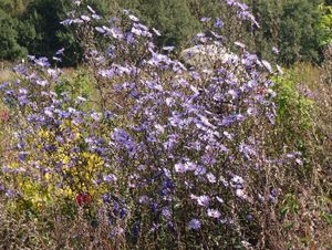 Hvězdnice (Aster sp.)