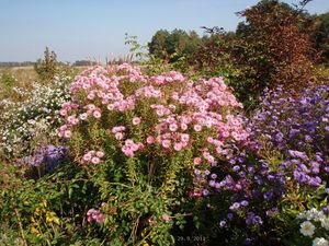 Hvězdnice (Aster sp.)