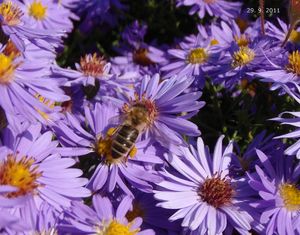 Hvězdnice (Aster sp.)