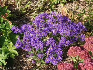 Hvězdnice (Aster sp.)