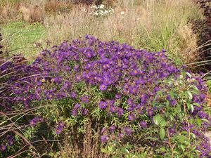 Hvězdnice (Aster sp.)