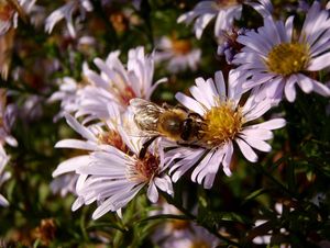 Hvězdnice (Aster sp.)