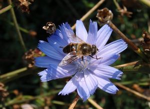 Čekanka obecná (Cichorium intybus L.)